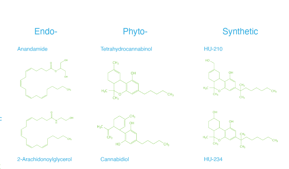 view of all types of cannabinoids