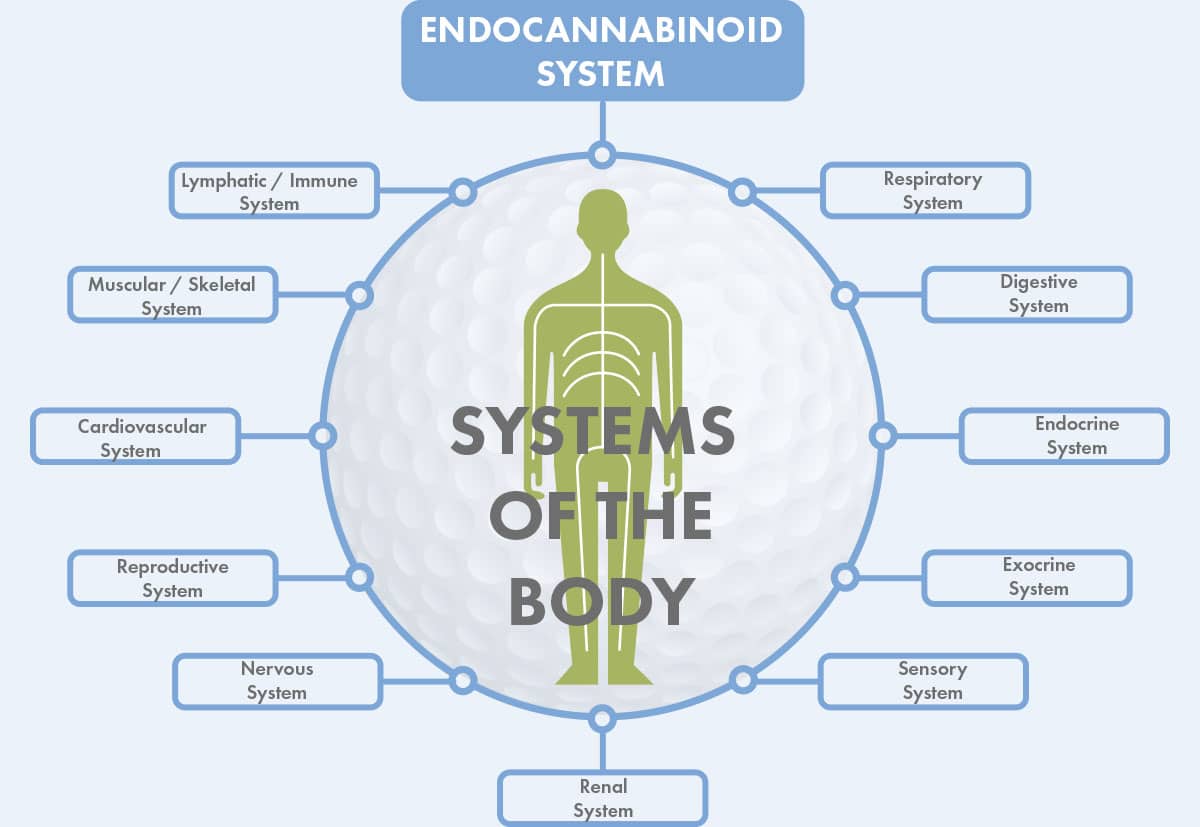 the systems regulated by the endocannabinoid system