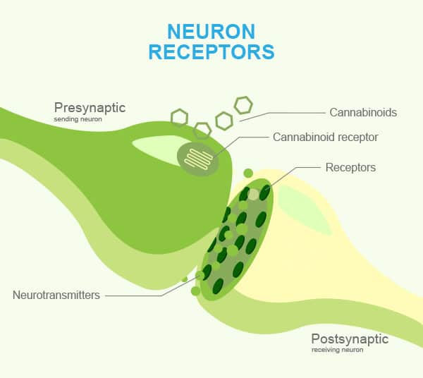 The Endocannabinoid System: A Guide 2 Neuron Receptor diagram by C4 Healthlabs