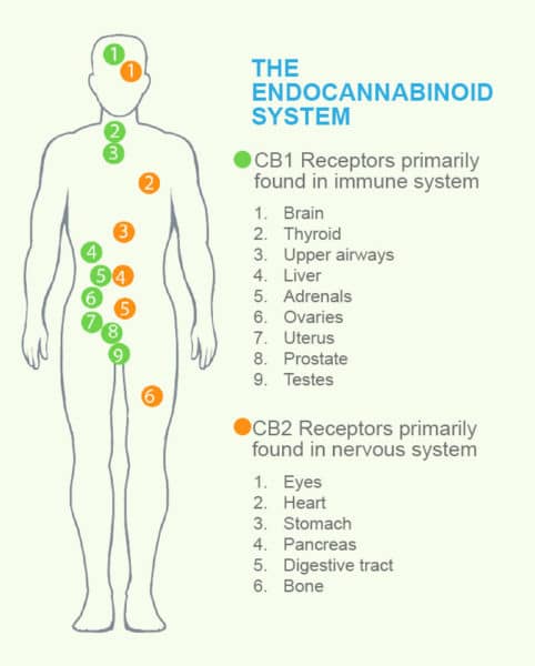 The Endocannabinoid System: A Guide 1 Endocannabinoid System diagram by C4 Healthlabs