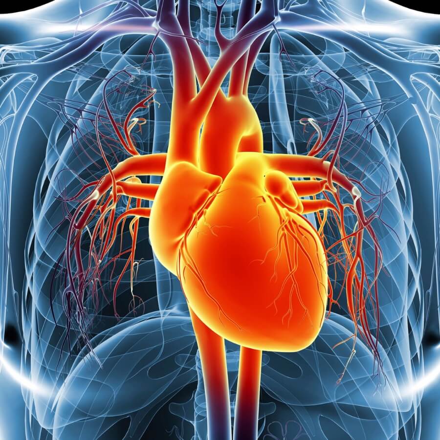 Can CBD Prevent Heart Disease?